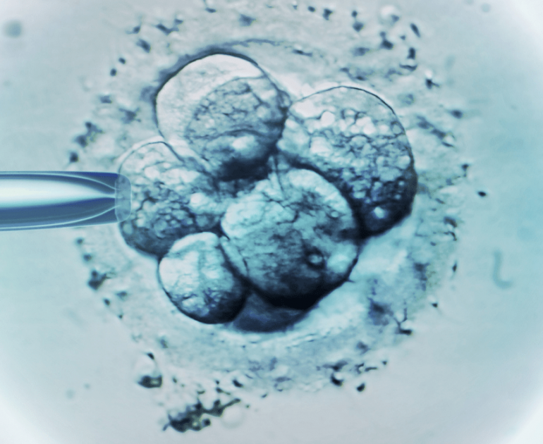 adopción de embriones