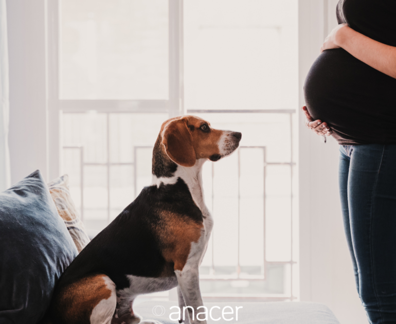 Cómo saben los perros si estás embarazada